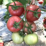 Gemjet No.5 F1 Tomato Seeds - High Yield, Long Shelf Life, for Commercial Growing