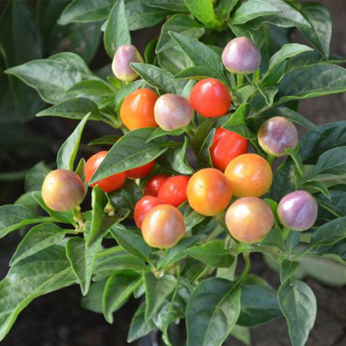 Pearl Multicolor Pepper Seeds - Dwarf Ornamental Chili Plant with Rainbow Color Changing Fruits