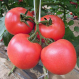 Jinpeng No.3 Tomato F1 Seeds - Uniform Round Fruit, Thick Flesh, Disease Resistant