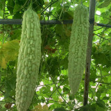 Silver Jubilee Pearl Bitter Gourd F1 Seeds - Vigorous Growth & High Quality, Long Harvest, Uniform Fruit