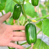 'Golden Boy' Cucumber F1 Seeds - Mini Cucumber, Sweet Crisp Fruit, High Yield & Disease Resistant
