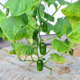 'Golden Boy' Cucumber F1 Seeds - Mini Cucumber, Sweet Crisp Fruit, High Yield & Disease Resistant