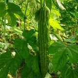Silver Jubilee Pearl Bitter Gourd F1 Seeds - Vigorous Growth & High Quality, Long Harvest, Uniform Fruit