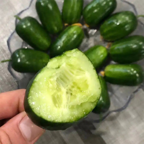 'Golden Boy' Cucumber F1 Seeds - Mini Cucumber, Sweet Crisp Fruit, High Yield & Disease Resistant