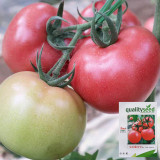 Gemjet No.5 F1 Tomato Seeds - High Yield, Long Shelf Life, for Commercial Growing