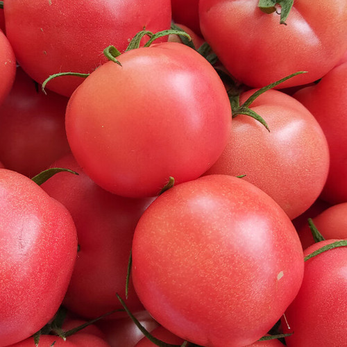 Jinpeng No.3 Tomato F1 Seeds - Uniform Round Fruit, Thick Flesh, Disease Resistant