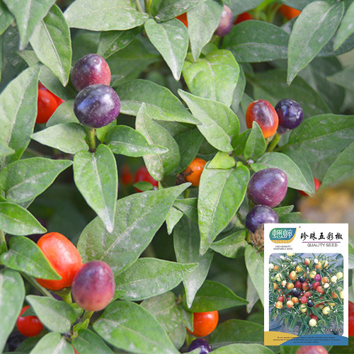 Pearl Multicolor Pepper Seeds - Dwarf Ornamental Chili Plant with Rainbow Color Changing Fruits