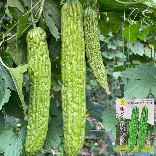 Silver Jubilee Pearl Bitter Gourd F1 Seeds - Vigorous Growth & High Quality, Long Harvest, Uniform Fruit