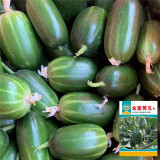 'Golden Boy' Cucumber F1 Seeds - Mini Cucumber, Sweet Crisp Fruit, High Yield & Disease Resistant