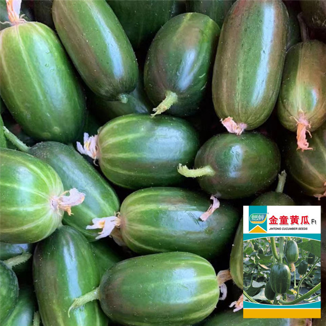 'Golden Boy' Cucumber F1 Seeds - Mini Cucumber, Sweet Crisp Fruit, High Yield & Disease Resistant