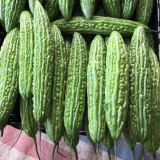 Silver Jubilee Pearl Bitter Gourd F1 Seeds - Vigorous Growth & High Quality, Long Harvest, Uniform Fruit