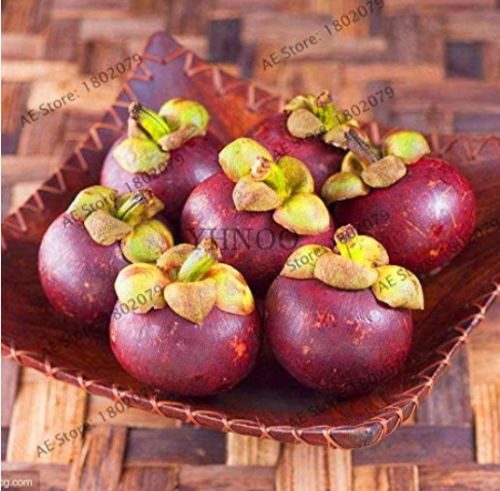 Red Thailand Mangosteen Plants Seeds Natural Anticancer Queen of Tropical Fruit