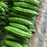 Silver Jubilee Pearl Bitter Gourd F1 Seeds - Vigorous Growth & High Quality, Long Harvest, Uniform Fruit