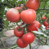 Jinpeng No.3 Tomato F1 Seeds - Uniform Round Fruit, Thick Flesh, Disease Resistant