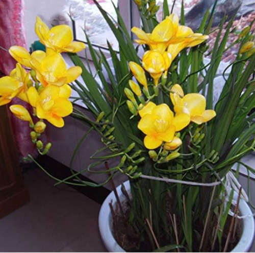 Yellow Freesia Flower Seeds Potted Garden Terrace Perennial Flower
