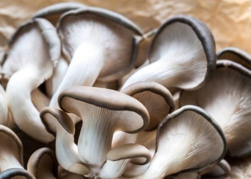 Oyster Mushroom Organic Seeds Non-GMO Heirloom