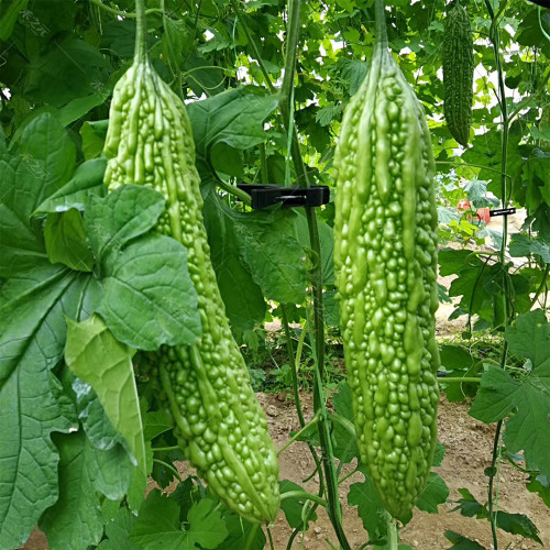 'Saibi' Green Bitter Gourd Seeds - High Quality Fruit, Vigorous Plants, Disease Resistant, for Greenhouse & Open Field Cultivation