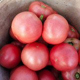 Jinpeng No.3 Tomato F1 Seeds - Uniform Round Fruit, Thick Flesh, Disease Resistant