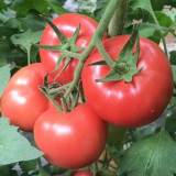 Gemjet No.5 F1 Tomato Seeds - High Yield, Long Shelf Life, for Commercial Growing