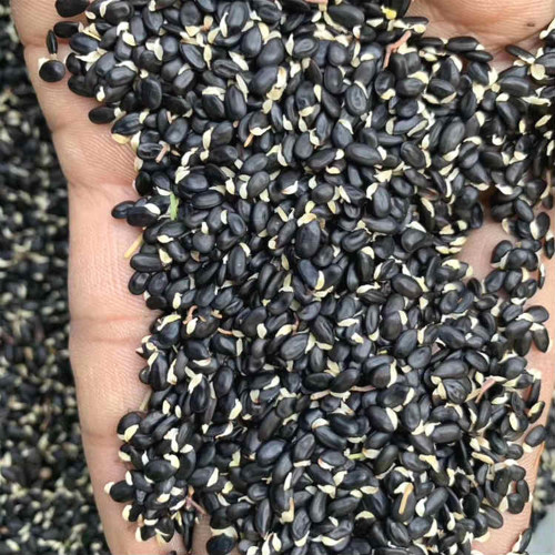 Silver Wattle Seeds -  Fragrant Yellow Flowers, Winter Blooming