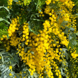 Silver Wattle Seeds -  Fragrant Yellow Flowers, Winter Blooming