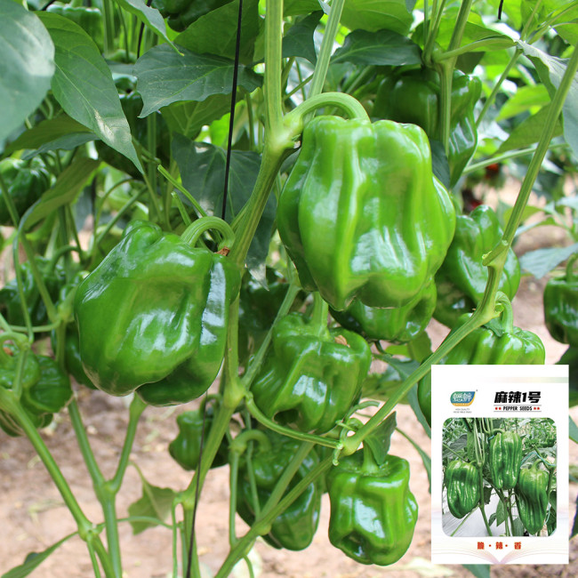 Wrinkled Spicy Pepper No.1 Seeds - Crisp Thin Skin, Large Fruit, High Yield, Quick Grow