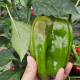 Wrinkled Spicy Pepper No.1 Seeds - Crisp Thin Skin, Large Fruit, High Yield, Quick Grow