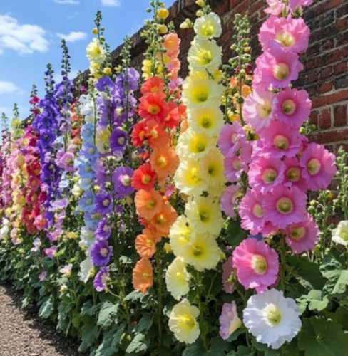 Double Hollyhock Seeds for Planting Multicolored Heirloom Flowers