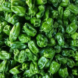Wrinkled Spicy Pepper No.1 Seeds - Crisp Thin Skin, Large Fruit, High Yield, Quick Grow