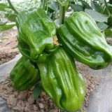 Wrinkled Spicy Pepper No.1 Seeds - Crisp Thin Skin, Large Fruit, High Yield, Quick Grow