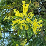 Silver Wattle Seeds -  Fragrant Yellow Flowers, Winter Blooming