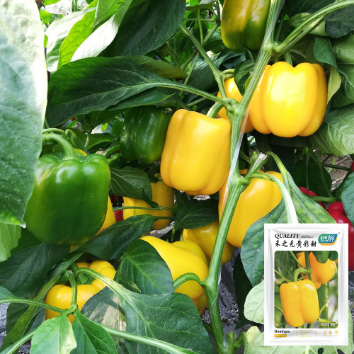 Yellow Bell Pepper Seeds - Hybrid, High-Yield, Continuous Fruit Setting, Firm & Transport Tolerant, Premium Quality
