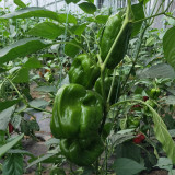 Wrinkled Spicy Pepper No.1 Seeds - Crisp Thin Skin, Large Fruit, High Yield, Quick Grow