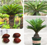 Potted Cycas Seed Home Garden Plant Cycas revoluta