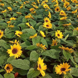 Chihuahua Sunflower Seeds - Dwarf, Rustic Charm for Pots & Landscapes