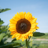 Chihuahua Sunflower Seeds - Dwarf, Rustic Charm for Pots & Landscapes