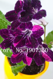 Violet Seeds Matthiola Incana Flower (Color: 14)