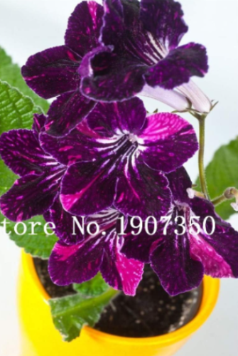 Violet Seeds Matthiola Incana Flower (Color: 14)