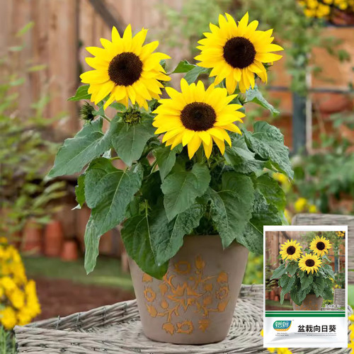 Bonsai Sunflower Seeds - Bright Single-Petal Flowers for Pots & Gardens