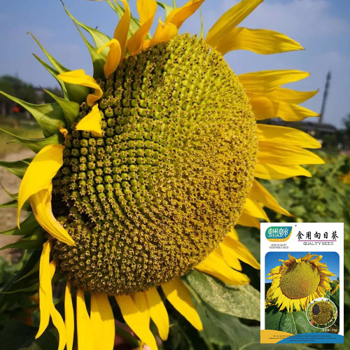 Helianthus annuus Seeds – Super Edible Type, High Germination, Ornamental & Nutritious