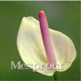 Anthurium Andraeanu Seed Balcony Potted Flower (Color: 2)