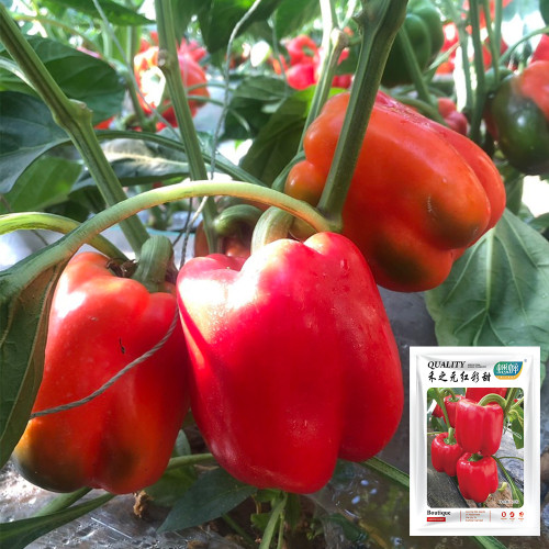 Red Bell Pepper Seeds - Premium Hybrid Red Variety, Compact Plant, Continuous Fruit Setting, High-Yield, Disease Resistant