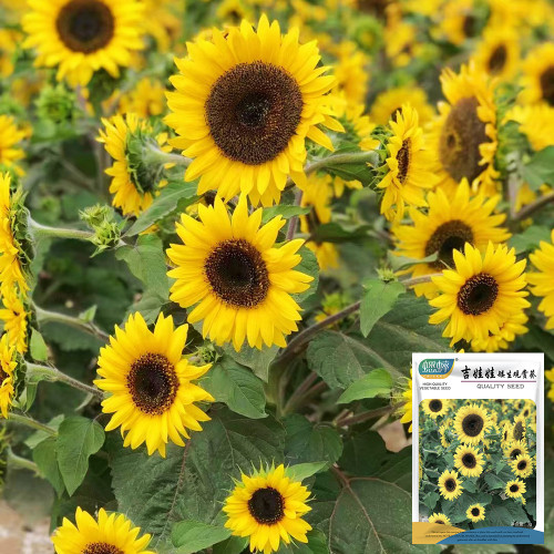 Chihuahua Sunflower Seeds - Dwarf, Rustic Charm for Pots & Landscapes