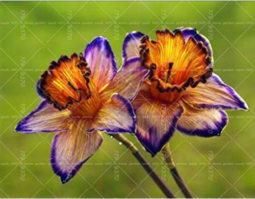 Narcissus Seeds, Daffodil Flower Perennial Indoor Garden Plant (Color: 9)