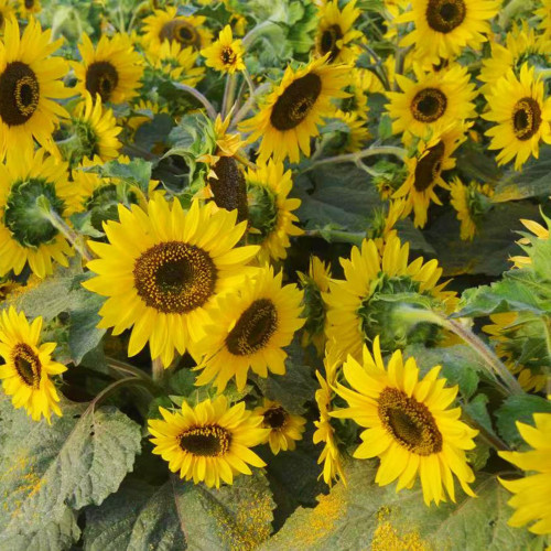Chihuahua Sunflower Seeds - Dwarf, Rustic Charm for Pots & Landscapes