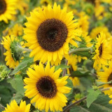 Chihuahua Sunflower Seeds - Dwarf, Rustic Charm for Pots & Landscapes