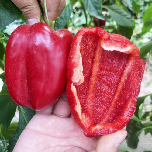 Red Bell Pepper Seeds - Premium Hybrid Red Variety, Compact Plant, Continuous Fruit Setting, High-Yield, Disease Resistant