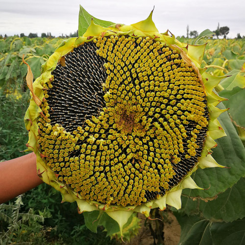 Helianthus annuus Seeds – Super Edible Type, High Germination, Ornamental & Nutritious