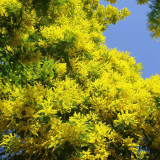 Silver Wattle Seeds -  Fragrant Yellow Flowers, Winter Blooming
