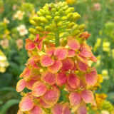 Rainbow Rapeseed Seeds - Ornamental Flower Seeds for Gardening